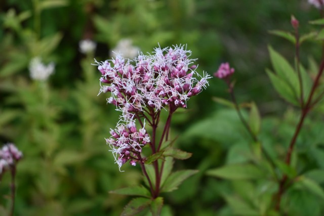 fujibakama_251106_01