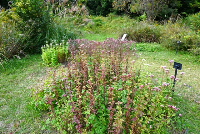 fujibakama_251106_02