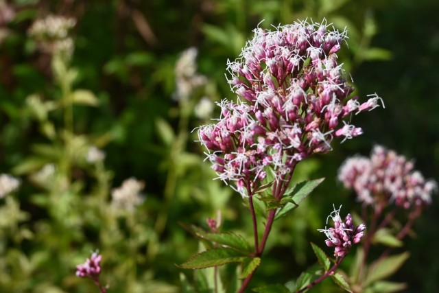 fujibakama_251111_01