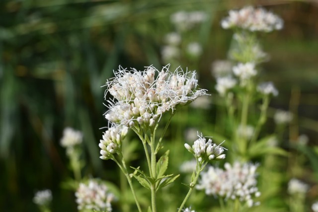 fujibakama_251111_02