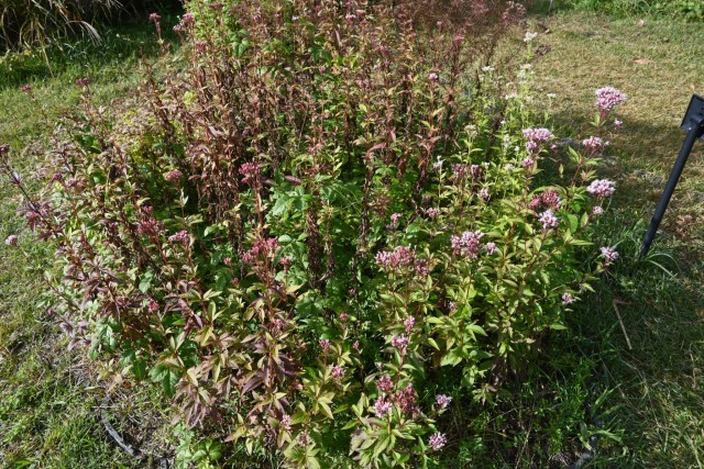 fujibakama_251111_03