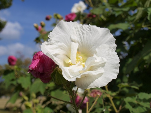 夏の花八景 万博記念公園