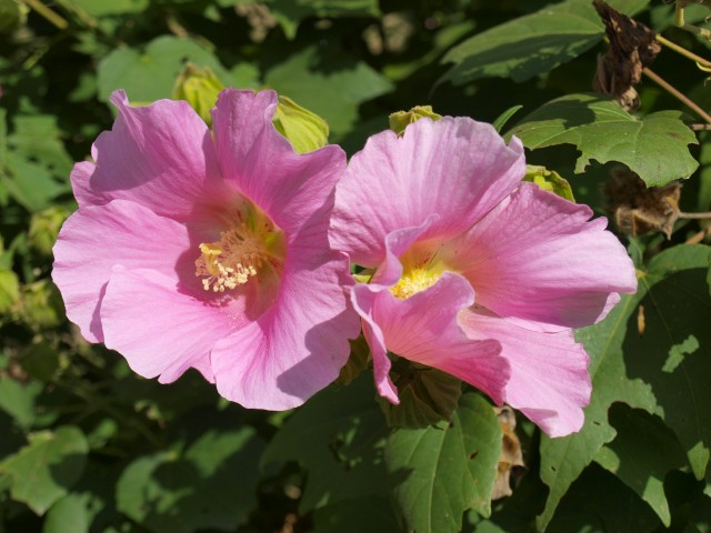 夏の花八景 万博記念公園