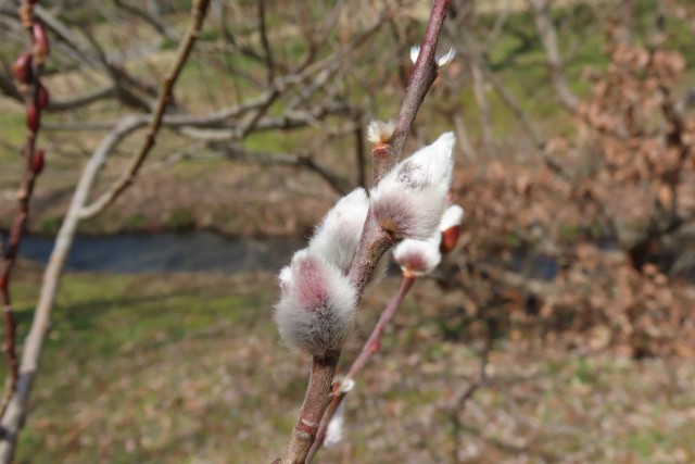 樹木の冬芽や葉痕を観察しよう！