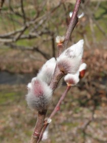 ネコヤナギ冬芽