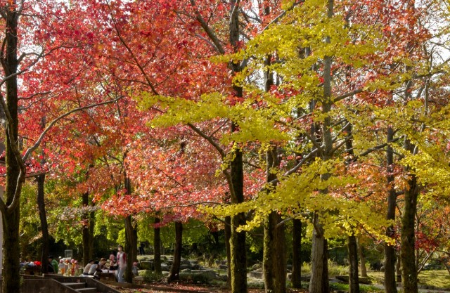 自然観察学習館 moricara 紅葉