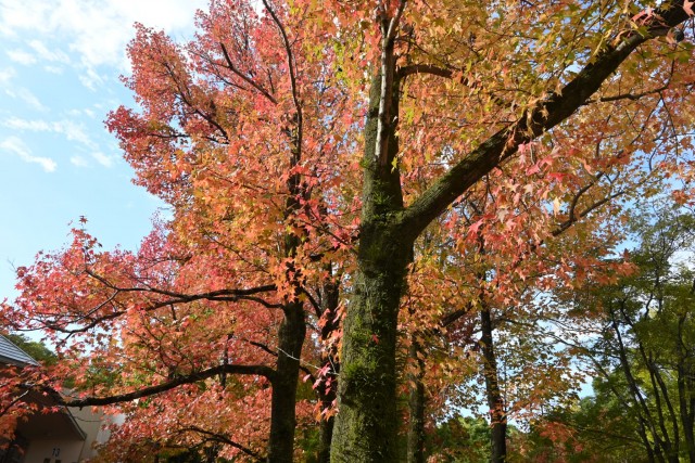 gakusyukan_251111_03