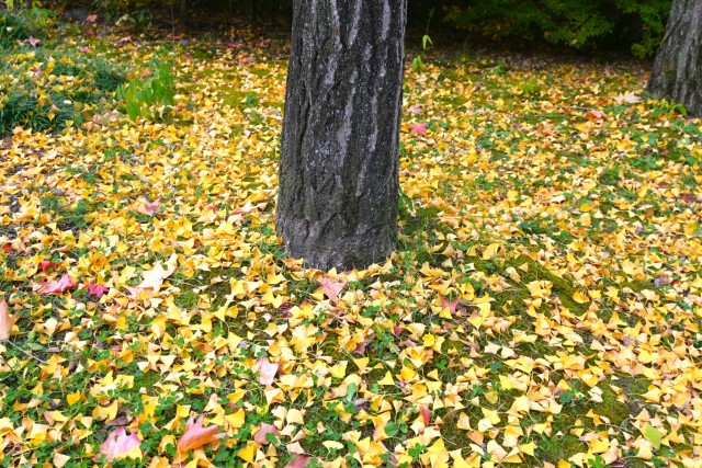 gakusyukan_251119_03