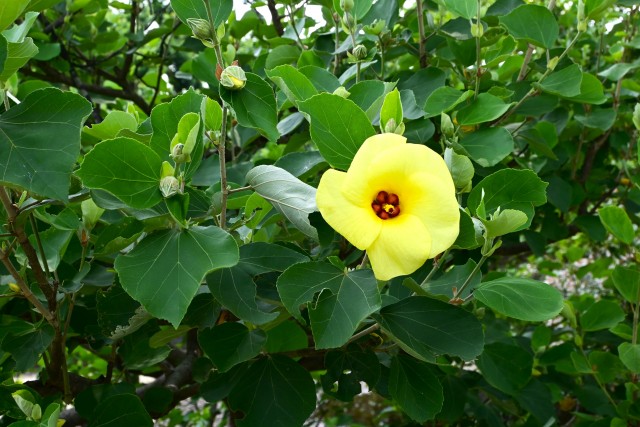 hamabo_250702_01