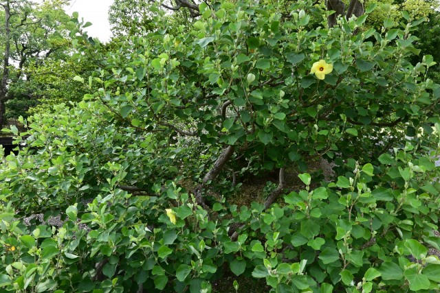 hamabo_250702_02