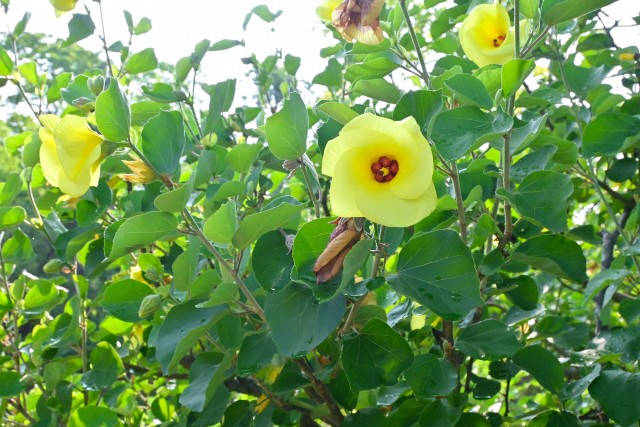 hamabo_250709_01