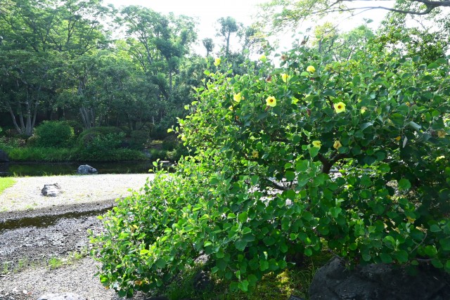hamabo_250709_02