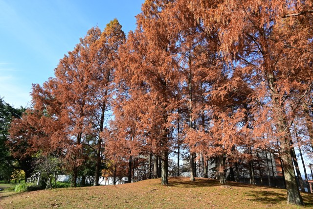 hanahakkei_221207_02