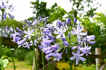 hanahakkei_agapamsus_230628_02