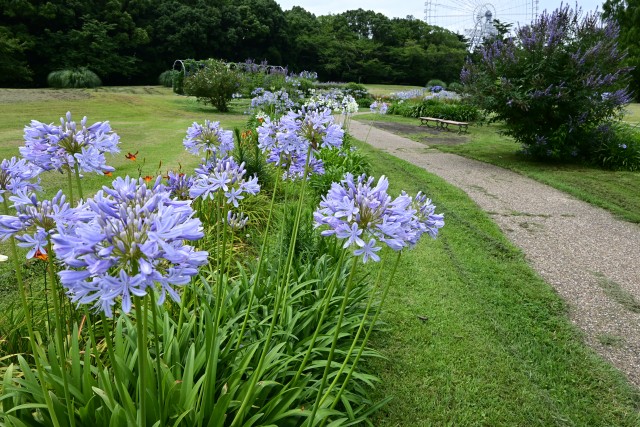 hanahakkei_agapamsus_230712_01