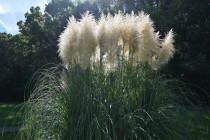 hanahakkei_agapamsus_230906_02