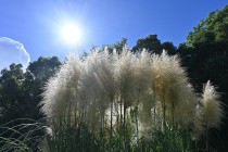 hanahakkei_agapamsus_230906_03