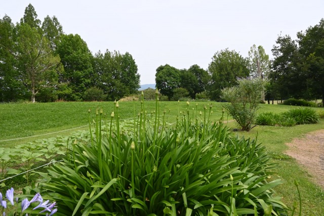 hanahakkei_agapamsus_260619_03