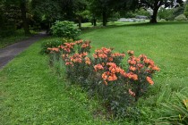 hanahakkei_alstoro_250625_03