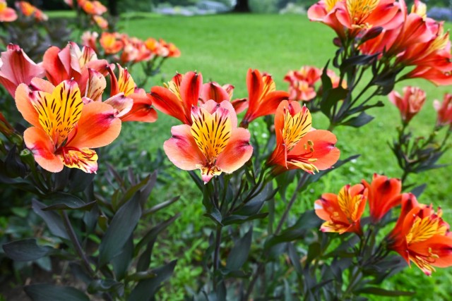 hanahakkei_alstoromeria_260701_01