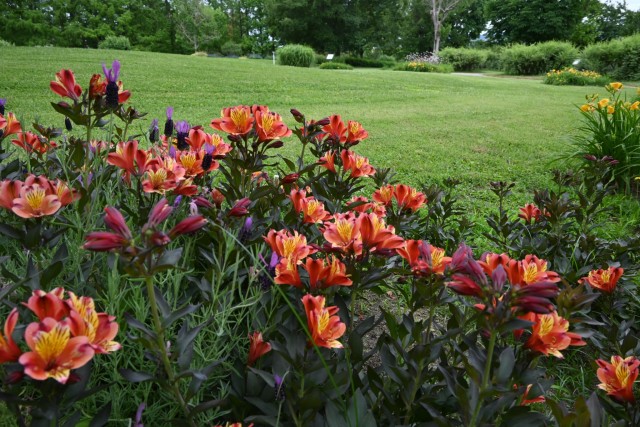 hanahakkei_alstromeria_260527_01