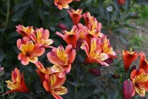 hanahakkei_alstromeria_260527_02