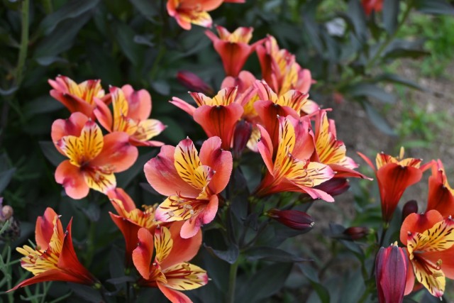 hanahakkei_alstromeria_260527_02