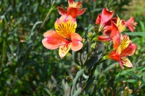 hanahakkei_arstolo_250716_02