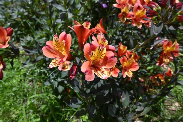 hanahakkei_arstro_260603_02