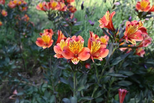 hanahakkei_arstro_260611_02