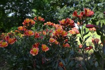 hanahakkei_arstro_260611_03