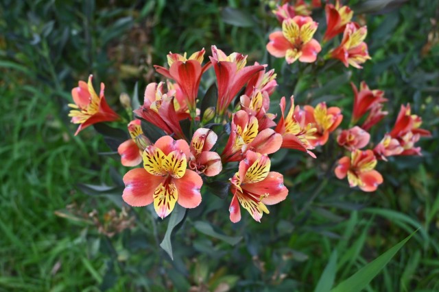hanahakkei_arstromeria_260721_01