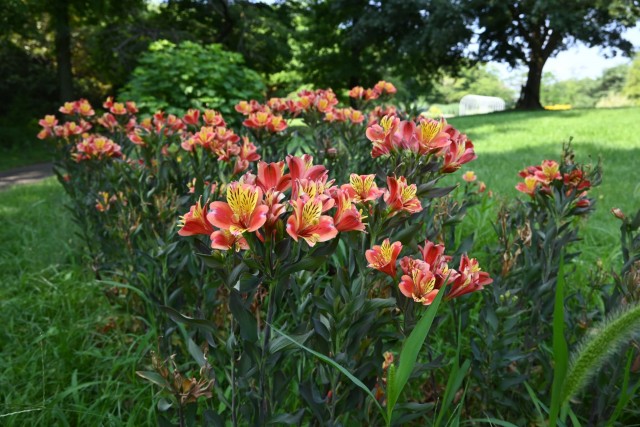 hanahakkei_arstromeria_260721_02