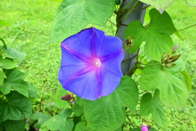 hanahakkei_asagao_230621_01