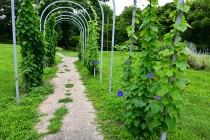 hanahakkei_asagao_230621_02