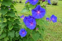 hanahakkei_asagao_230628_02
