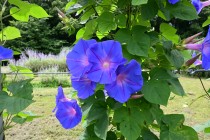 hanahakkei_asagao_230712_02