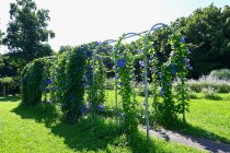 hanahakkei_asagao_230718_02