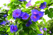 hanahakkei_asagao_230726_02
