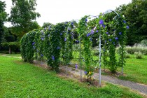 hanahakkei_asagao_230802_02