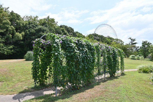 hanahakkei_asagao_230808_01