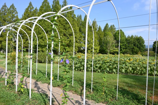 hanahakkei_asagao_260729_03