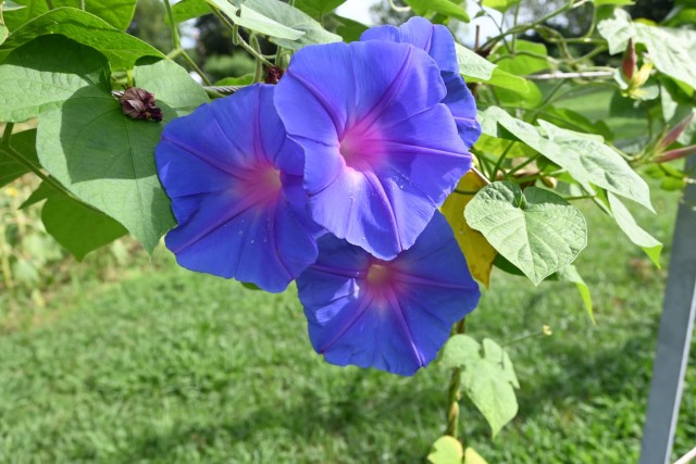 hanahakkei_asagao_260811_02