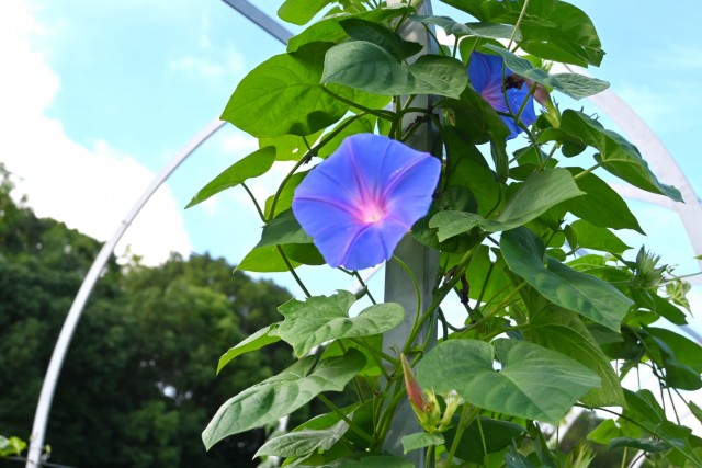 hanahakkei_asagao_260826_01
