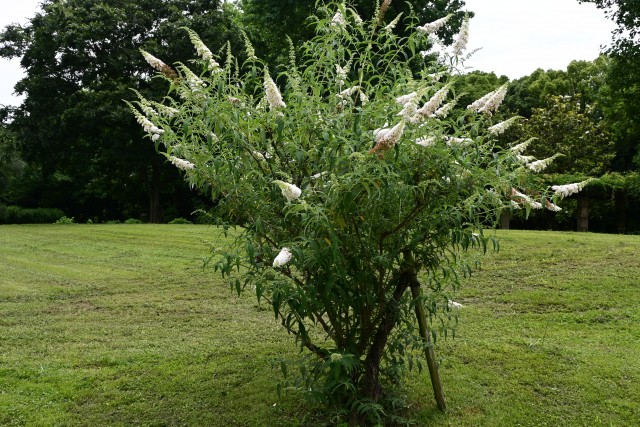 hanahakkei_buddleja_230614_01