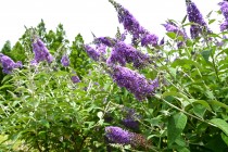 hanahakkei_buddleja_230614_02