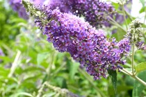 hanahakkei_buddleja_230614_03