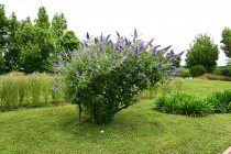 hanahakkei_buddleja_230614_04