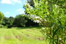 hanahakkei_buddleja_230913_02