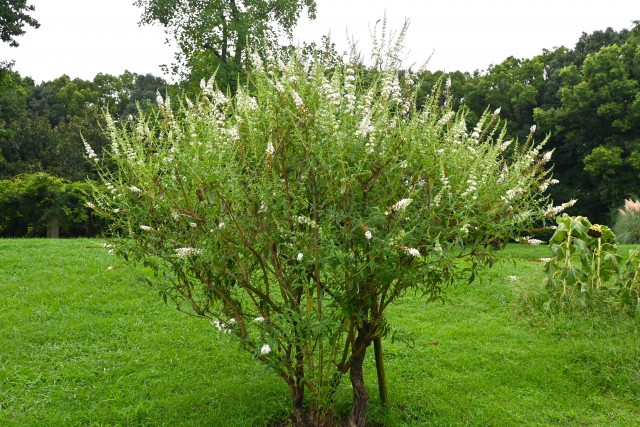 hanahakkei_buddleja_230920_01